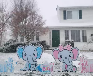 Elephants 3 IMG 20241123 124816 571